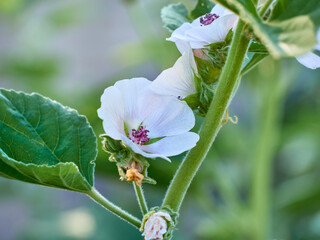 Wild flower Althaea officinalis in the garden.