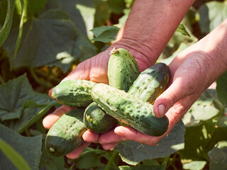A сucumber in the hands of an elderly peasant woman