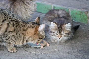 Street cats and kittens eat food brought by compassionate people. Taking care of homeless animals.