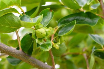 Young fruits of persimmon, on the branch