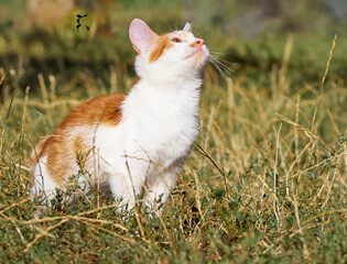 Kitten playing in the garden.