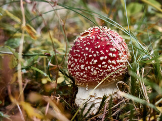 Fly agaric in the autumn forest.