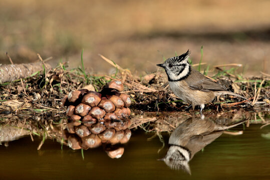 herrerillo capuchino reflejado en el estanque del parque (Lophophanes cristatus)