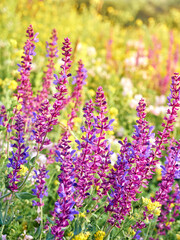 Purple sage flowers blooms in the summer meadow.