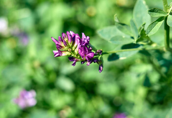 Flowers of alfalfa in the field. Medicago sativa.