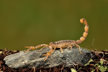 escorpión en la arena