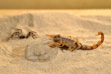 escorpión en la arena