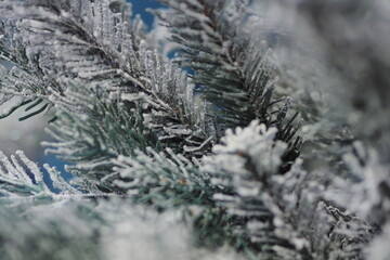 New Year's or Christmas background. A branch of a fluffy Christmas tree in the snow with bumps. High quality photo