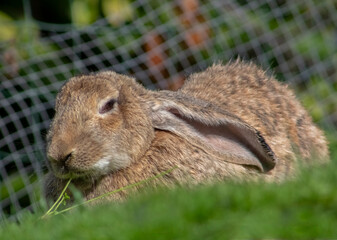 Portrait of a rabbit eating carrot leaves.