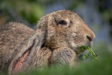 Close-up portrait of a rabbit eating carrot leaves.