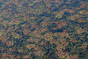 Nature as texture. Algae in the shape of flowers in the river.