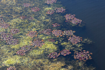 Green and red algae in the dark blue waters of the river.