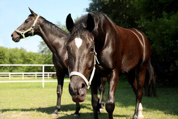Obraz premium Dark bay horses in paddock on sunny day. Beautiful pets
