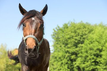 Dark bay horse outdoors on sunny day. Beautiful pet