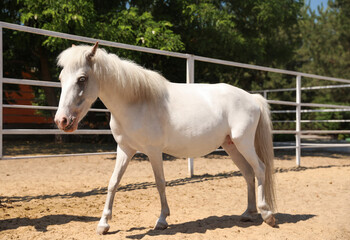 Obraz na płótnie Canvas White horse in paddock on sunny day. Beautiful pet