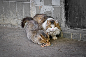 Street cat and kitten eat food brought by compassionate people. Taking care of homeless animals.