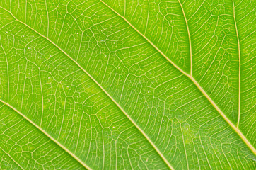 abstract texture of green leaves for background