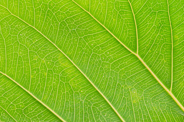 Fototapeta premium abstract texture of green leaves for background
