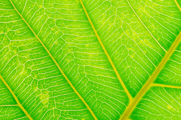 abstract texture of green leaves for background