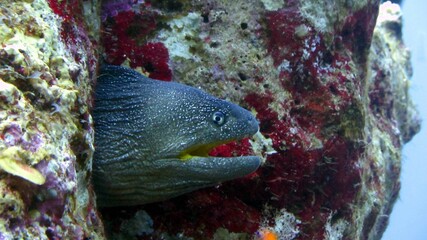 Moray eel in aquarium