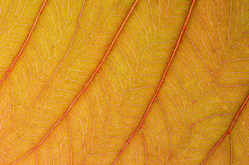 abstract texture of brown leaves for background