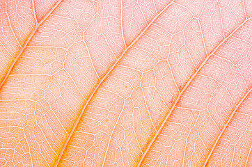 abstract texture of brown leaves for background