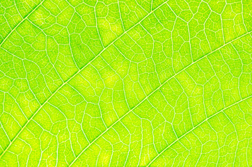 abstract texture of green leaves for background
