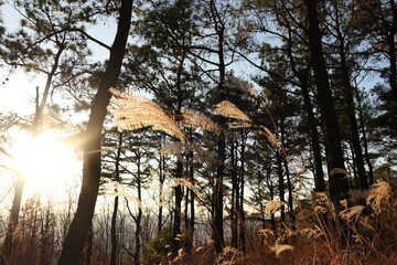 The autumn scenery of Jinju Park