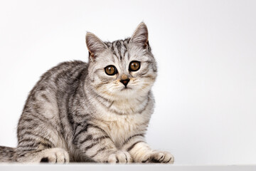 Fototapeta premium Scottish straight cat tabby on white background