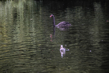 black swan in lake water with another bird