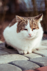 Kotek © Marcin