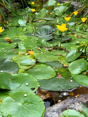 water lily in the pond fhuy1
