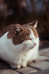 Kotek © Marcin