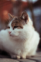 Kotek © Marcin