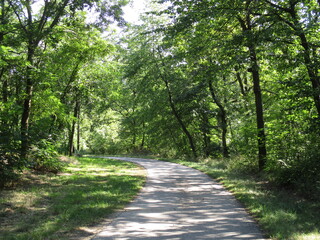 Fototapeta premium lichter Waldweg