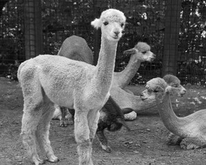 A very cute young alpaca stares at the camera while the group of alpacas are relaxing.