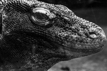 Komodo Dragon Upclose and Personal.