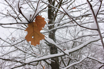 Last leaf on the oak tree covered with snow in the winter park. Late fall or early winter...
