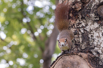 Close up red brown color a squirrel playing in a botanical garden.