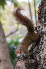 Close up red brown color a squirrel playing in a botanical garden.