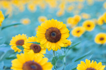 Selective focus sunflowers in a nature background.Beautiful yellow flowers in field.