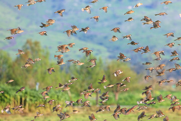 Sparrow flock rapid flight. Old World sparrows or small passerine birds.  Nature blur view on sunny spring day in the background