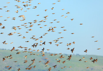 Sparrow flock rapid flight. Old World sparrows or small passerine birds.  Nature blur view on sunny spring day in the background