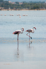 Fenicotteri nelle saline 1