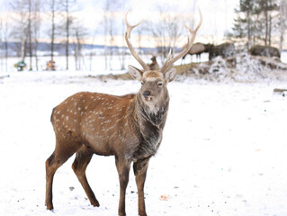 Deer, stag standing in deep snow  forest. Natural wildlife scenery with wild mammal with copy space. Animals in winter.