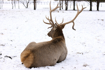 deer in snow. Deer, stag laying down on snow. Natural wildlife scenery with wild mammal with copy space. Animals in winter.