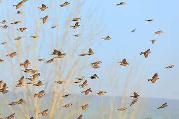 Sparrow flock rapid flight. Old World sparrows or small passerine birds.  Nature blur view on sunny spring day in the background