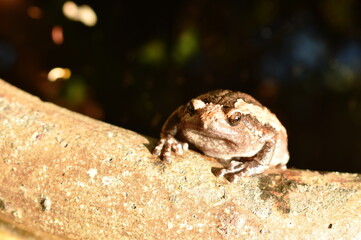 frog hanging on border of clay blister at garden