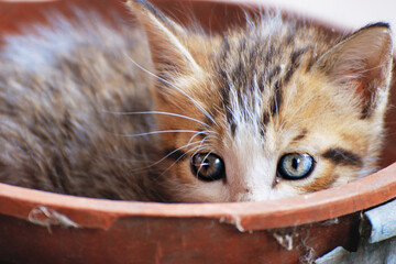 Campagna - Gatto 6