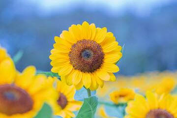 Fototapeta premium Close up sunflowers in a nature background.Beautiful yellow flowers in field.